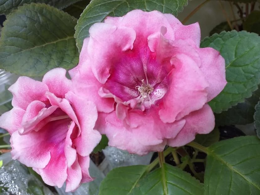 Roz batut - Gloxinii 2019