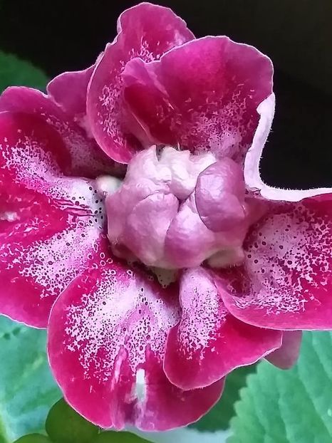 AO- Karkade - Gloxinii 2019