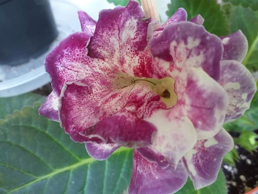 Larisa 13 (a) - Gloxinii 2019