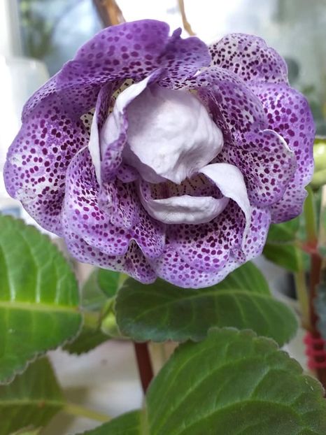 Koketa Blue - Gloxinii 2019