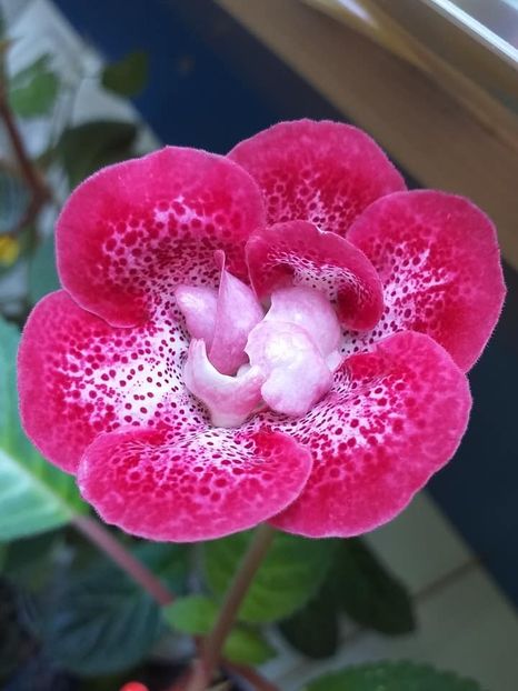 Larisa 16 (1) - Gloxinii 2019