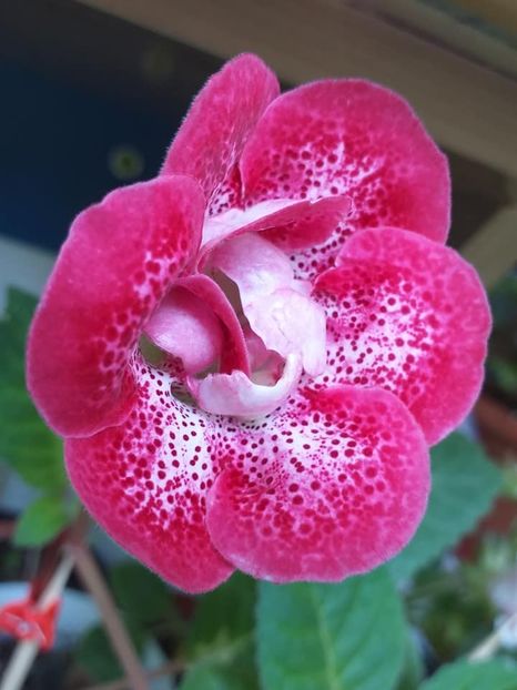 Larisa 16 (1) - Gloxinii 2019