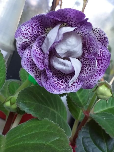 Koketa Blue - Gloxinii 2019