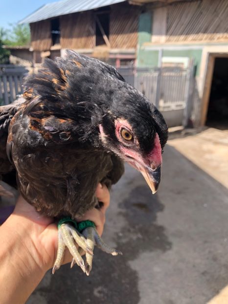 Tânăr Cocoș Araucana 2019 - 2020 Araucana Sălbatic Willd și Gold