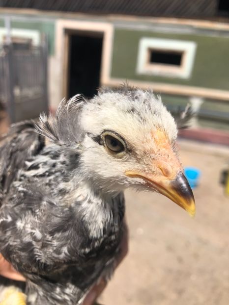 Cocoș Araucana Silber Argintiu 2019 - 2020 Araucana Silberhalsig Argintiu