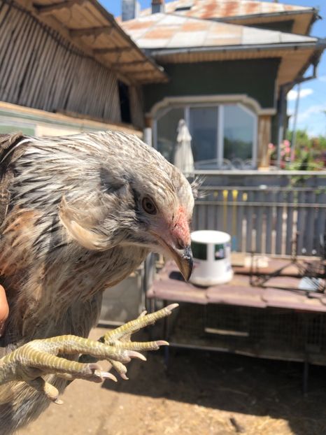 Găină Araucana Silber Argintie 2019 - 2020 Araucana Silberhalsig Argintiu