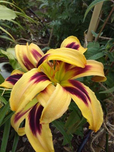 Free wheeling - Hemerocallis 2020