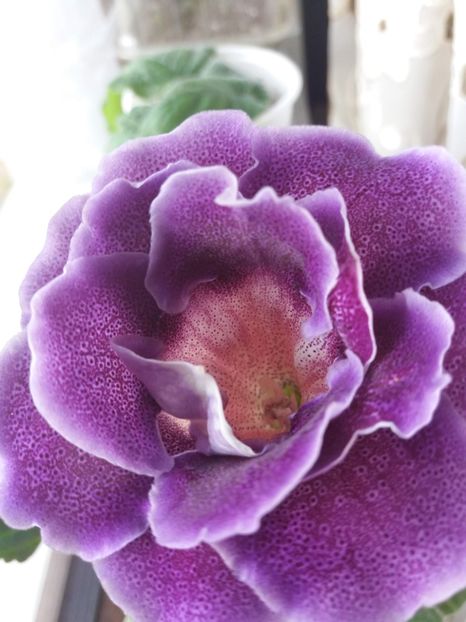 8 - gloxinia 2019