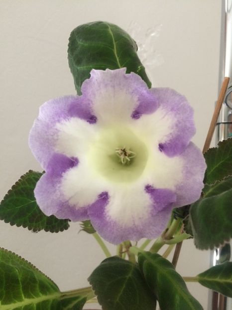 9.07.2019 - Gloxinia Larissa