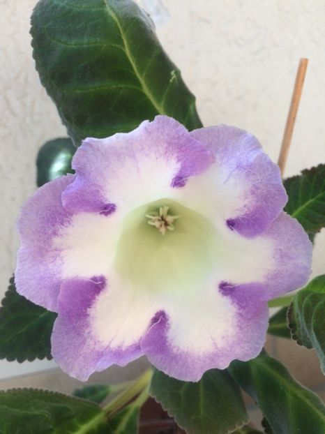 Larissa-9.07.2019 - Gloxinia 2019