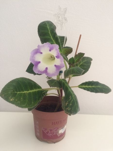 Larissa-9.07.2019 - Gloxinia 2019