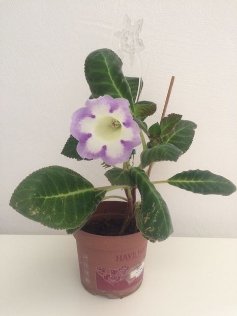 9.07.2019 - Gloxinia Larissa