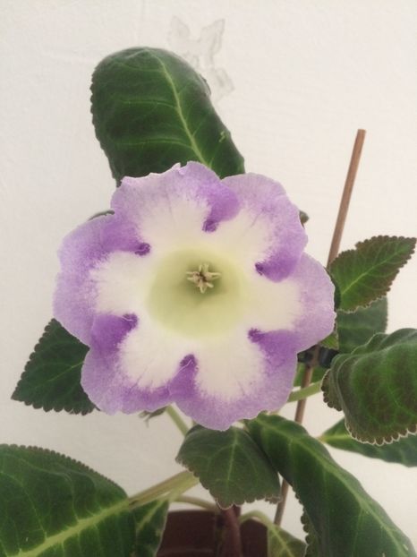 9.07.2019 - Gloxinia Larissa