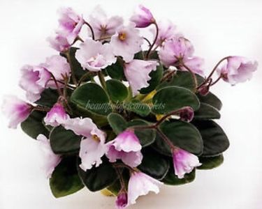  - Alan s White Feather sport