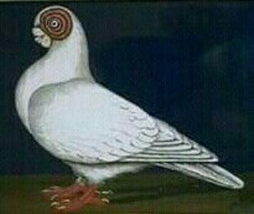 PROFIL  BERBER - B E R B E R I  ---    BARBS  PIGEONS