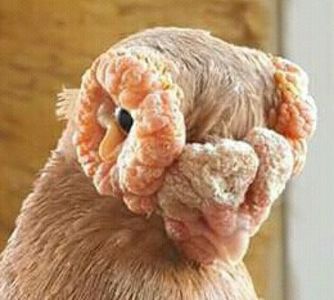  - B E R B E R I  ---    BARBS  PIGEONS