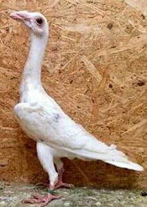 Pui de Carier alb - C A  R  I  E  R  I