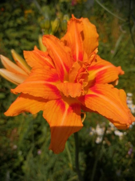  - Hemerocallis 2019