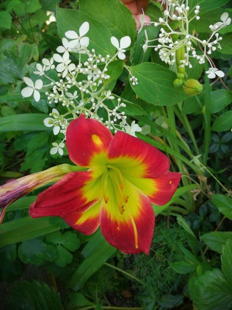  - Hemerocallis 2019