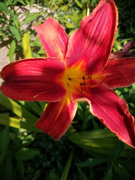  - Hemerocallis 2019