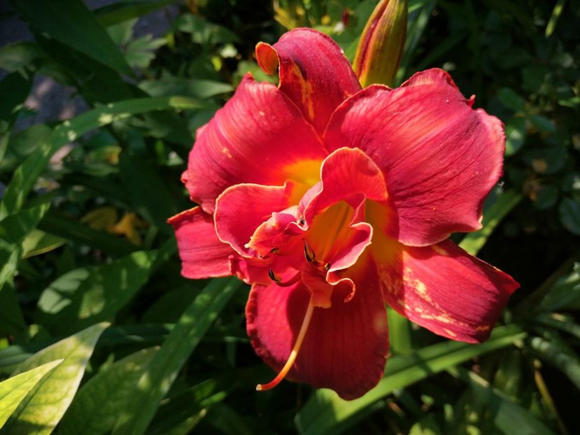  - Hemerocallis 2019