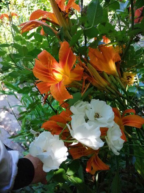  - Hemerocallis 2019