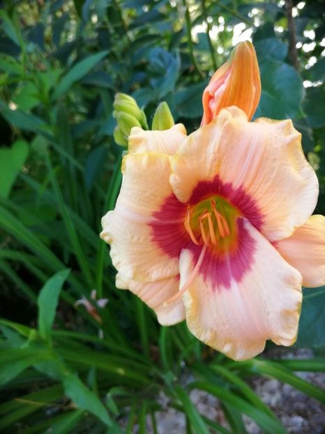  - Hemerocallis 2019