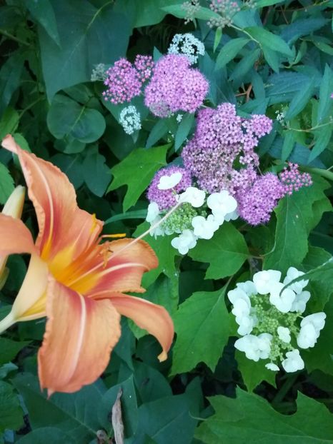  - Hemerocallis 2019