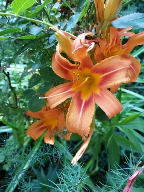  - Hemerocallis 2019