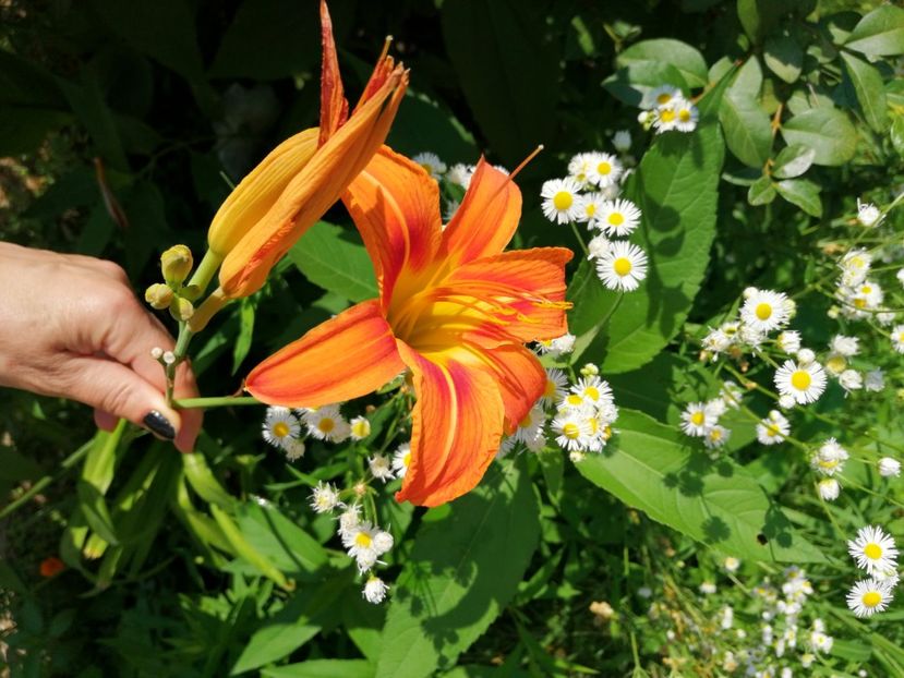  - Hemerocallis 2019