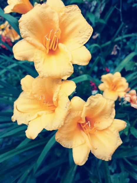  - Hemerocallis 2019