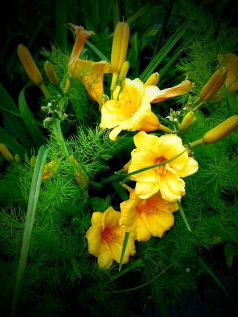  - Hemerocallis 2019