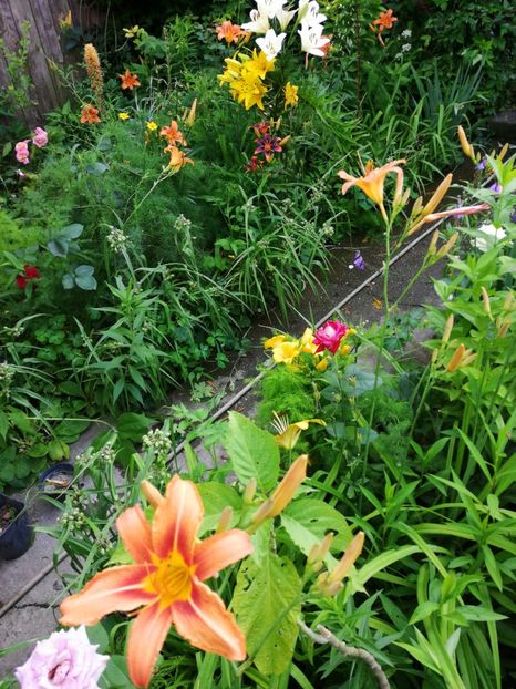  - Hemerocallis 2019