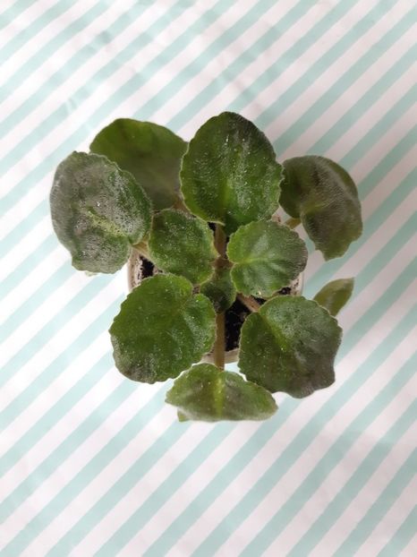 9 iulie - LE Fandango