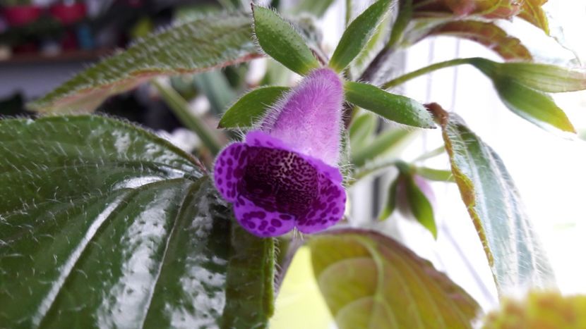  - Gloximannia She is Dancing