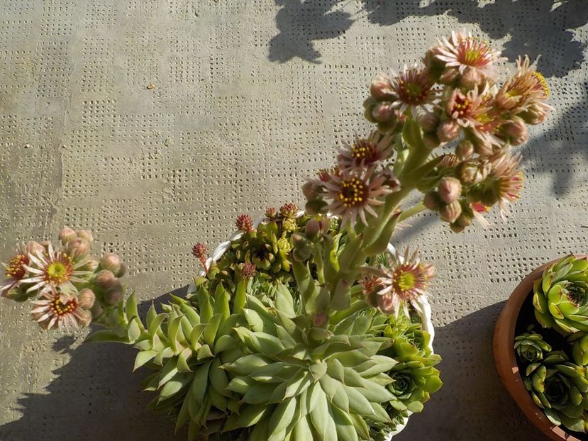  - Genul Sempervivum