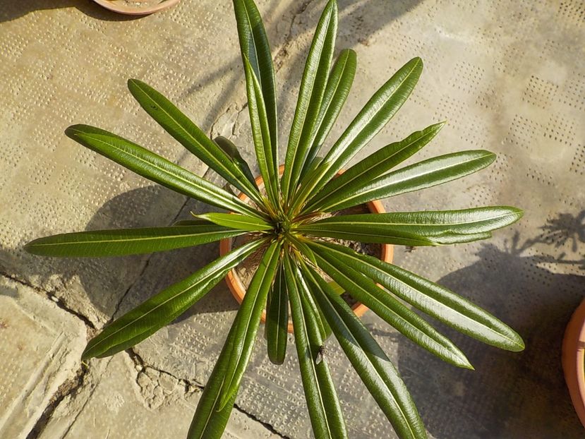  - Genul Pachipodyum