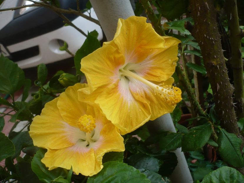 P1420173 - HIBISCUSI 2019-1