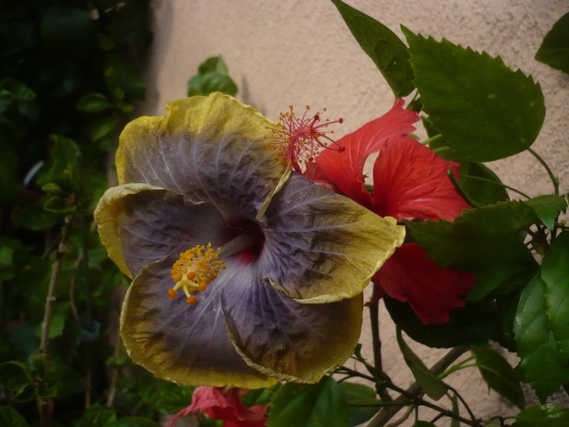 P1420179 - HIBISCUSI 2019-1