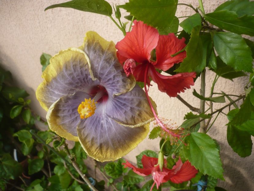 09.07.2019 - HIBISCUSI 2019-2