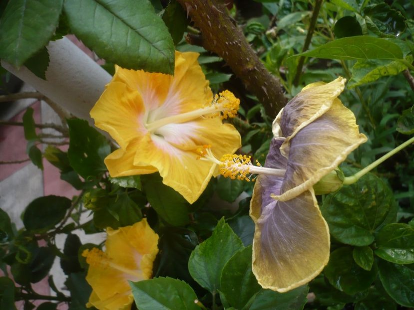 P1420181 - HIBISCUSI 2019-2