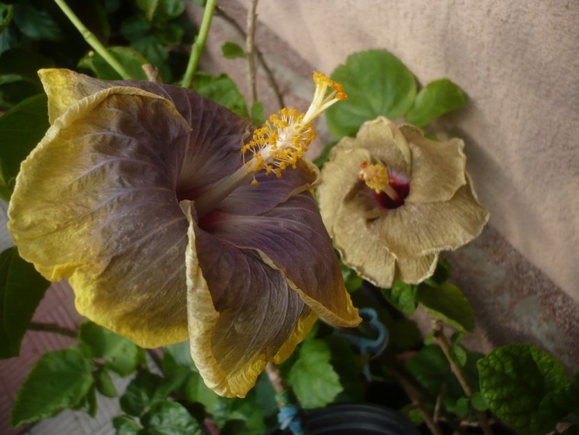 P1420185 - HIBISCUSI 2019-2