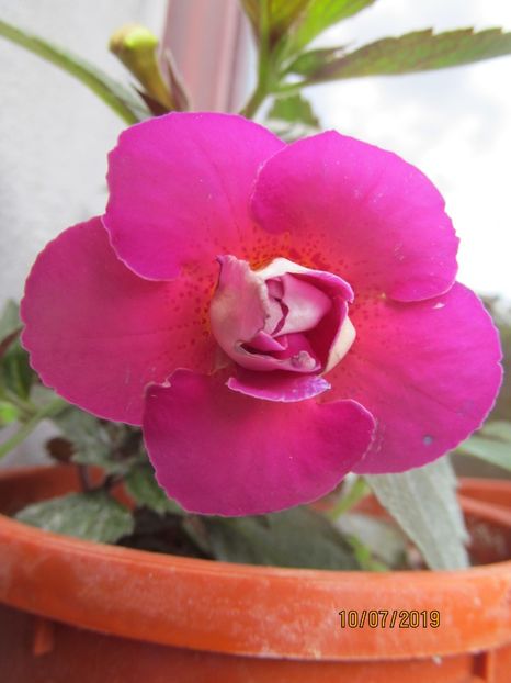 Plum Orchard - ACHIMENES 2020 - VANZARI HIBRIZI