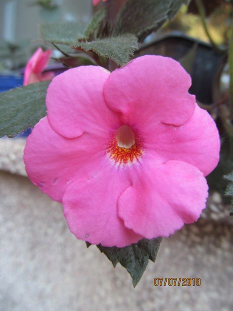 RF's La Diva - ACHIMENES 2020 - VANZARI HIBRIZI