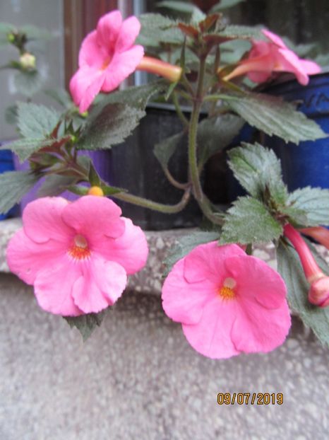  - ACHIMENES 2020 - VANZARI HIBRIZI