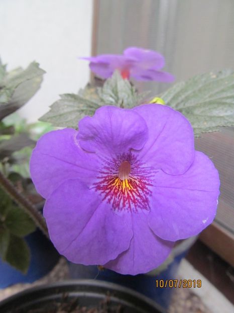 RF's Indigo Falls - ACHIMENES 2020 - VANZARI HIBRIZI