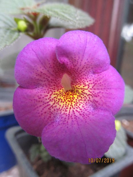 RF's Dream Catcher - ACHIMENES 2020 - VANZARI HIBRIZI