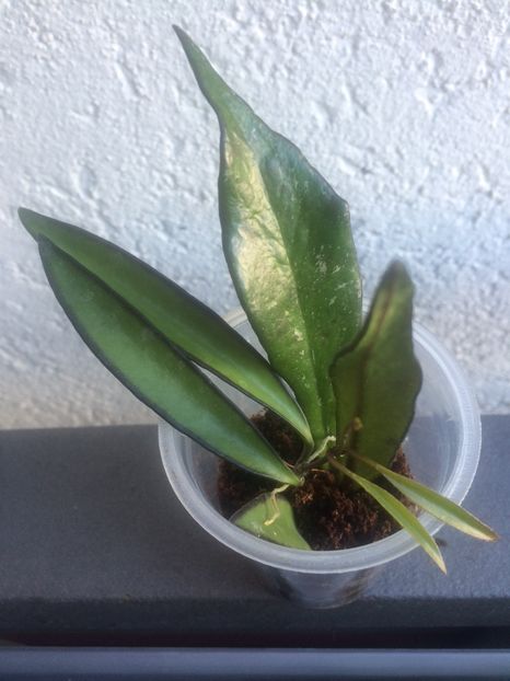 Hoya 2 plante-9.07.2019 - X-Hoya și Codonanthes crassifolia