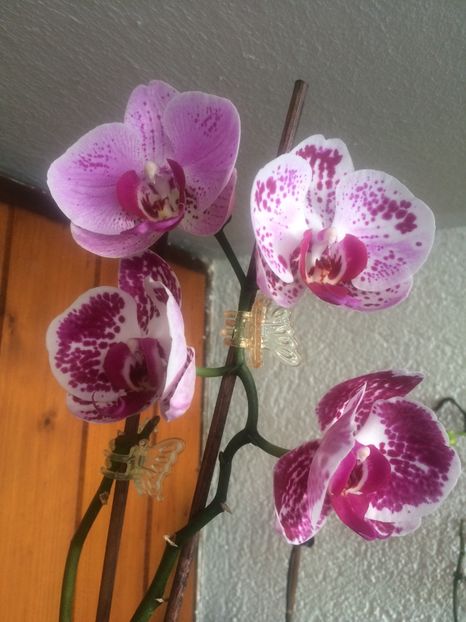 9.07.2019-schimbare de luk ;) - 9-Orchideele mele