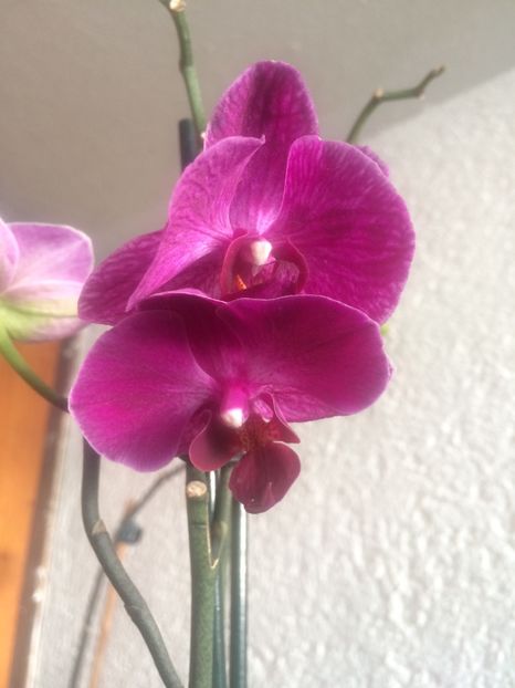 9.07.2019-de la Olga - 6-Orchideele mele